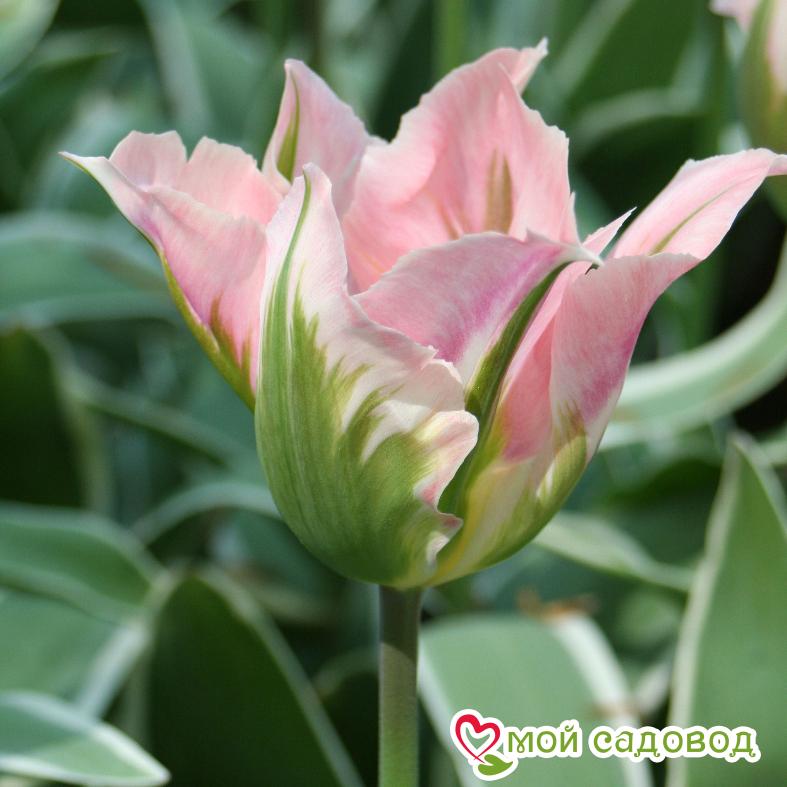 Тюльпан зеленоцветный Артист
