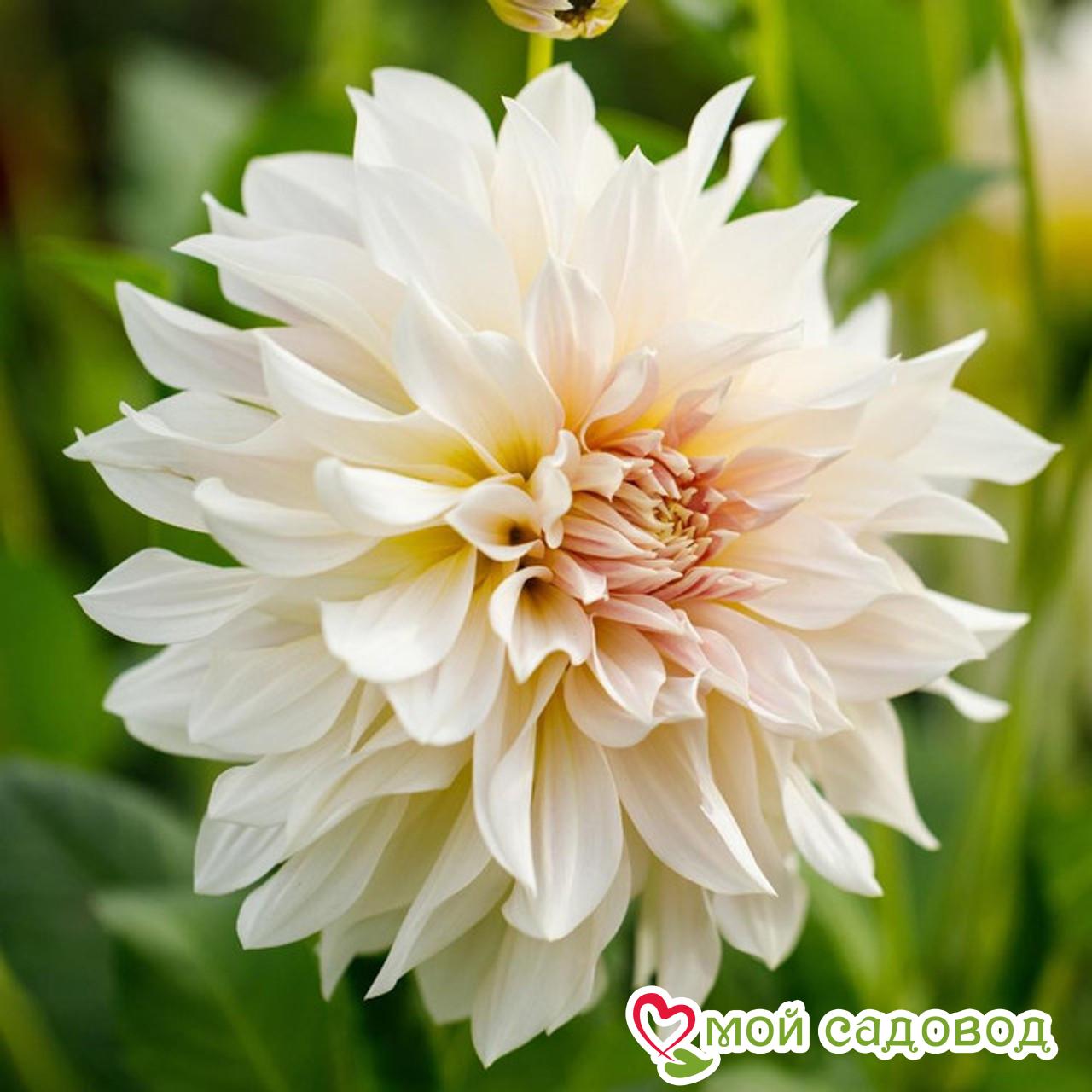 Георгина декоративная Кафе о Лейт (Cafe au Lait)