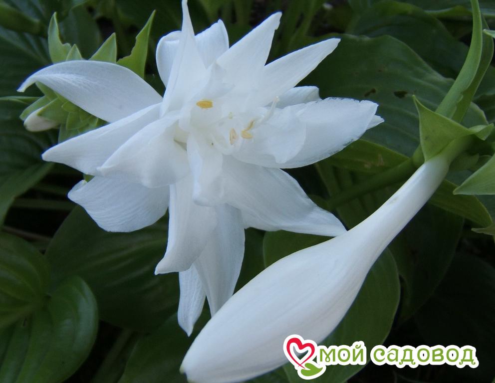 Хоста Венус